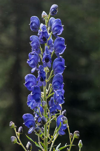 Der Blaue Eisenhut Aconitum napellus L. gilt als eine der giftigsten Pﬂanzen Europas.
