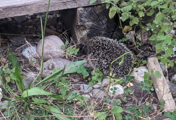 Auch Igel brauchen in unseren Gärten Strukturen, die sie für ihr (Über-)Leben benötigen!