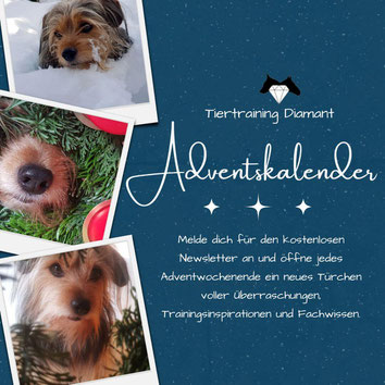 adventskalender hund, hundetraining adventskalender, hundeschule salzburg, hundetraining salzburg, tiertraining diamant, advent mit hund, tipps hund