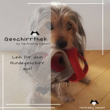 Hund mit zwei Hundegeschirren im Maul als visueller Hinweis auf die Geschirrthek vom Salzburger Unternehmen Tiertraining Diamant, die Hundehalter bei einer fairen Hundeerziehung mit gut sitzender Ausrüstung unterstützt