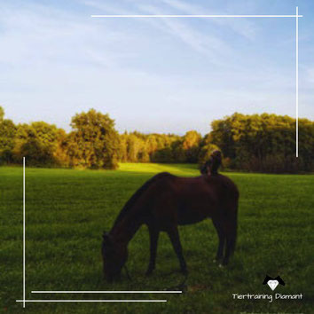 tiertraining diamant, hundeschule salzburg, hundetraining salzburg, modernes tiertraining, beratung für katzen, tierexperte österreich, clockertraining für haustiere, medical training, tricktraining