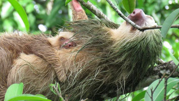 Observación de Perezosos en La Fortuna - Volcán Arenal