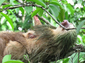 Combo Tour:  Rafting and Sloth Watching Tour