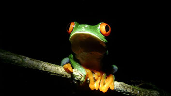 Arenal Night Walk Tour