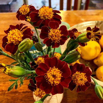 A vase of Court Jester Marigolds.