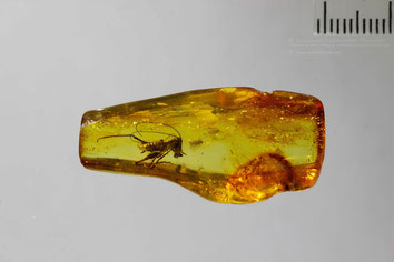 Inclusion in amber:   Orthoptera, Tettigonidae