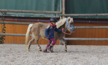 Hippolini Pony auf Reitplatz