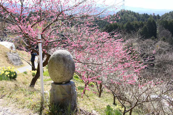 土助梅園　入口