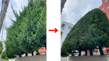 コニファー 剪定 植木