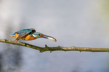 ©Marc Jeworrek