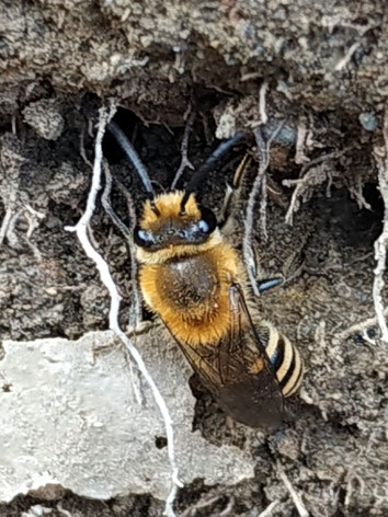 Colletes hederae, Efeuseidenbiene, vor ihrer Niststelle
