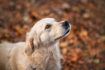 wurmigefotos - Rabea Jochheim - Hundefotografie - Pferdefotografie - Goldener Retriever