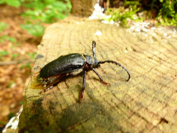 Prionus coriarius (Foto: Kanis)