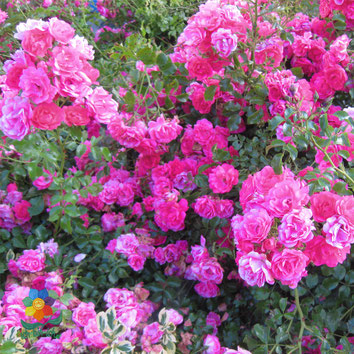 viele rosa blühende Rosen auf einem Strauch