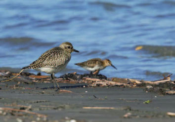 Das Rheindelta bietet ideale Bedingungen für rastende Limikolen: Kiebitzregenpfeifer und Alpenstrandläufer. (Foto: Tom Bischof)
