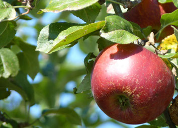 Obstbaum, hoher Ertrag