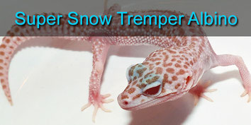 Super Snow Tremper Albino