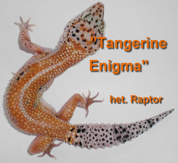 Tangerine Enigma het. Raptor