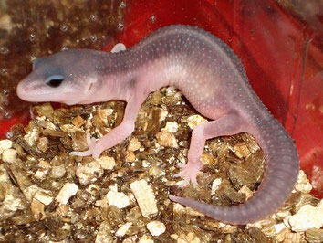 Foto: © by J.Wagner "Gecko-World.jimdo.com"