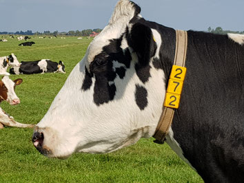 Animal Care International (ACI) 
