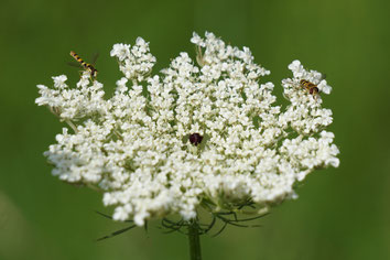 Wilde Möhre, Insekten