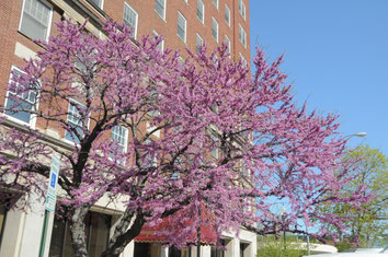 red bud tree