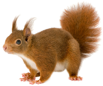 image écureuil roux transparent sur fond blanc détouré pour illustration site web devoir ecole college