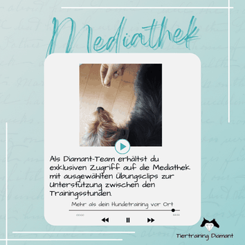 Vorschaubild im Video‑Stil mit Play‑Symbol und Fortschrittsleiste, das einen Hund konzentriert in einer Hundetrainingssequenz zeigt, zusammen mit auf dem Bild platzierten Informationen zur Mediathek von Tiertraining Diamant für Hundeausbildung zu Hause