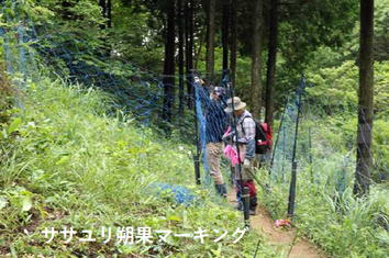 花が咲いたササユリをマーキング