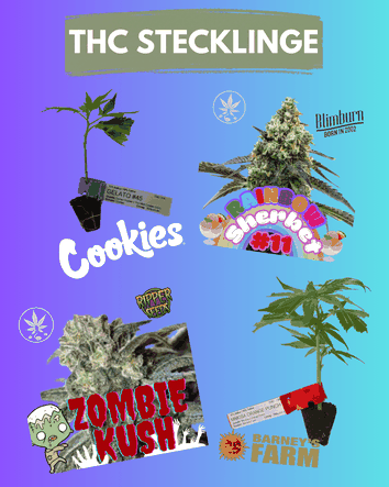 THC Stecklinge Cannabis, Gelato, Mimosa, Kush, Haze, Sherbet