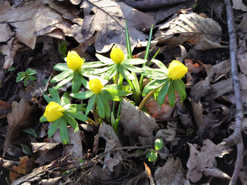 Fünf gelbe Winterlinge sprießen aus dem Laub und recken sich gen Sonne