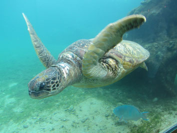 Kelonia, Réunion, Schildkröten