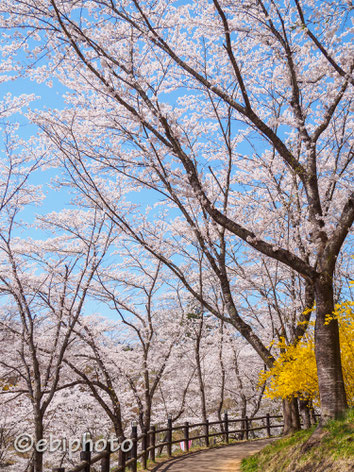 船岡城址公園