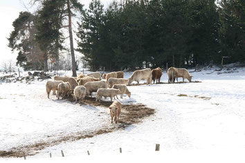 Photo décorative vache sous la neige