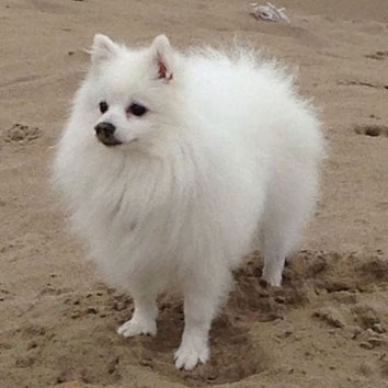 Amor von Haus Kring Kleinspitz weiß Hund DDR Geschichte Spitzverein