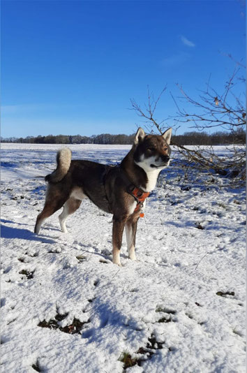 #Shikoku 四国犬 #Shikoku #breeding #nederlandse shikoku fokker