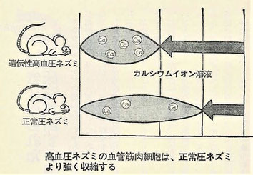 遺伝性高血圧のネズミの血管筋肉細胞は、正常圧ネズミより強く収縮する。