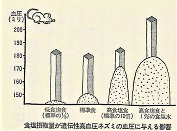 食塩摂取量が遺伝性高血圧ネズミの血圧に与える影響