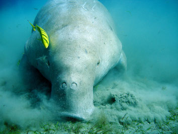 dugong près de Marsa Alam mer Rouge Egypte 