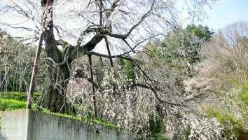 成就院の枝垂桜（池田町）