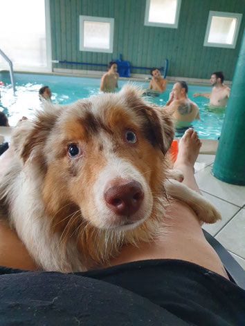 ec chiens ; education canine ; comportementaliste chien ; comportements du chien ; educateur canin ; dresseur chien ; educatrice canine ; dresseuse chien ; doubs ; haute saone