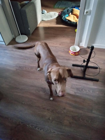 ec chiens ; comportementaliste ; anxiete de separation chien ; eduquer son chien ; dresser son chien ; apprendre au chien a rester seul ; apprendre la solitude a son chien ; comportement canin ; doubs ; haute saone