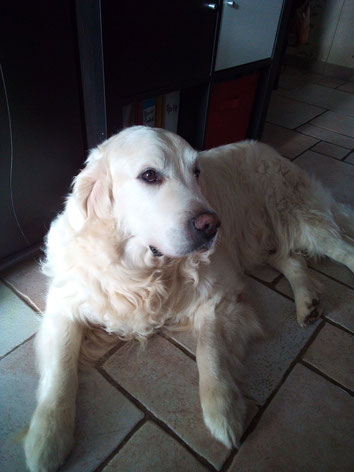 ec chiens ; comportementaliste ; comportement chien ; resoudre probleme de comportement chien ; eduquer chien ; franche comte ; doubs ; haute saone