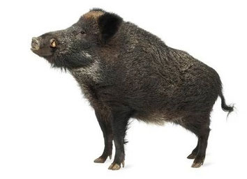 Pigs in Tudor times were very much like wild boars.