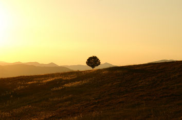 Einsamer Baum in umbrischer Landschaft