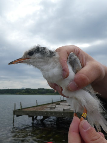 Jungvogel mit Farbring (Foto: Andrea Gehrold)