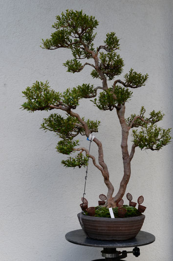 金采（双幹） - BONSAI {皐月盆栽（satsuki-bonsai)}
