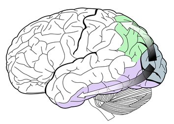 Position du cortex visuel dans le cerveau - (Selket- CC-BY-SA: https://commons.wikimedia.org/wiki/File:Ventral-dorsal_streams.svg)