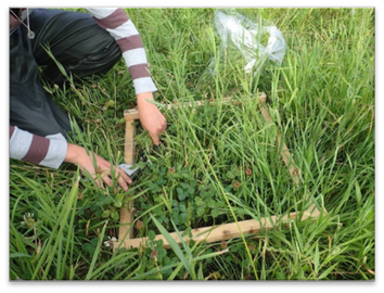 Prélèvement des échantillons d'herbe dans un quadrat de 50 cm sur 50 cm