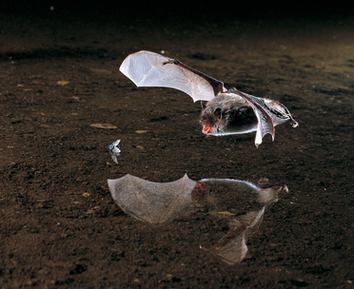 Wasserfledermaus (NABU / Dietmar Nill)